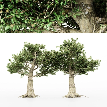 Variety of Kingsville Wood Trees 3D model image 1 