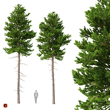 Title: Norway Spruce 3D Tree Set 3D model image 1 