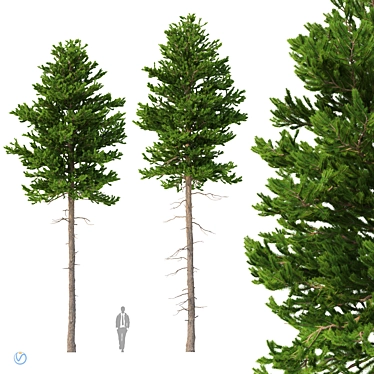 Norway Spruce 3D Tree Set 3D model image 1 