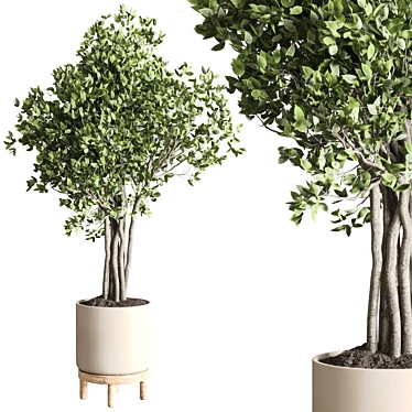 Ficus Benjamin Tree in Wood Vase 3D model image 1 