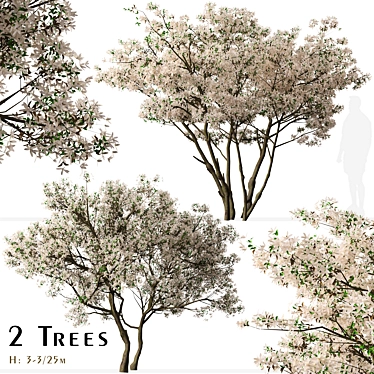 Blooming Serviceberry Trees (2 Trees) 3D model image 1 