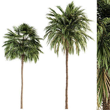 Tropical Duo Palm Tree Set 3D model image 1 