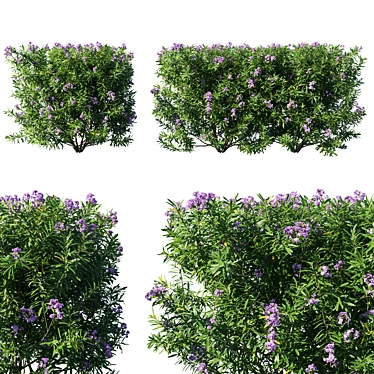 Nerium Oleander 07: Stunning Floral Collection 3D model image 1 