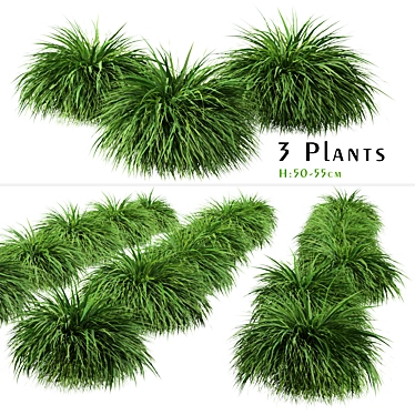 Exquisite Hakonechloa Trio: Japanese Forest Grass Set 3D model image 1 