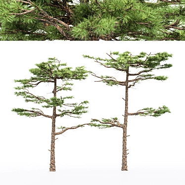 Dual Huangshan Pine Trees 3D model image 1 