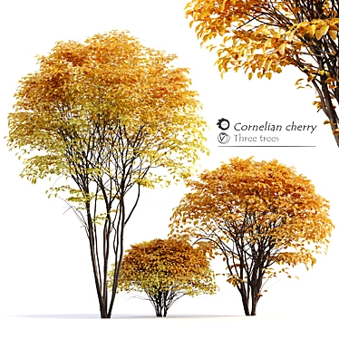 Cornelian Cherry Dogwood: 3 Tree Set 3D model image 1 