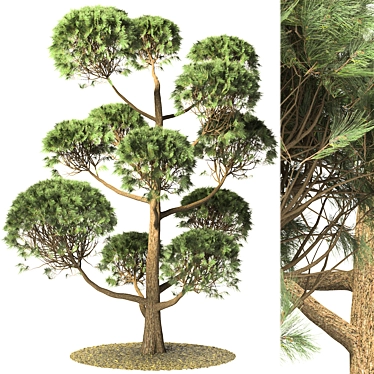 Elegant Pinus Parviflora Tree 3D model image 1 