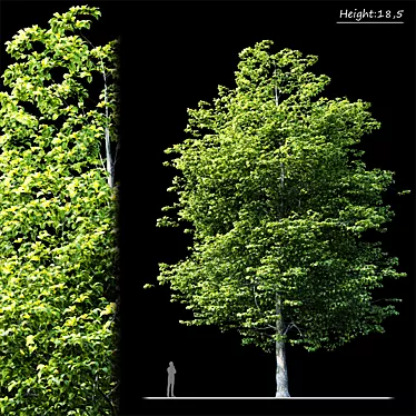 Tree Exterior: Enhance Outdoor Beauty 3D model image 1 