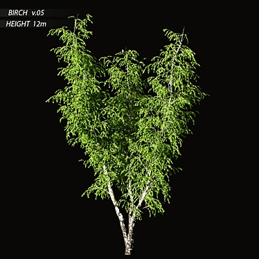 Birch v. 05 (12m) - Mesh, Textured, UV Mapped 3D model image 1 