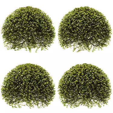 Premium Plant Collection: Exquisite and Optimal 3D model image 1 