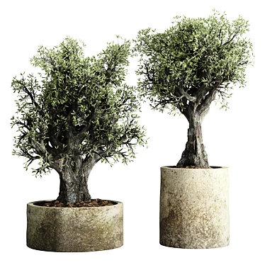 The Vintage Olive Tree: Outdoor Collection 3D model image 1 
