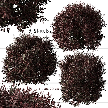 Pittosporum Purpureum Shrubs - Vibrant Kohuhu Trio! 3D model image 1 