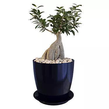 Miniature Ficus Tree 3D model image 1 