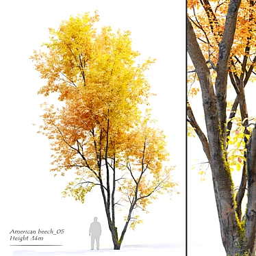 Autumn Beech: Majestic American Beauty 3D model image 1 