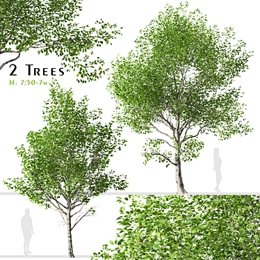 Himalayan Birch Tree Set (2 Trees) 3D model image 1 