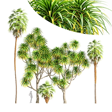 Tangihua Northland Mex. Fan Palm: 4K Texture, Multiple Models & Render Engines 3D model image 1 