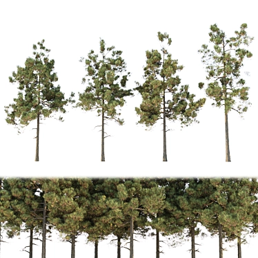 Pine Trees Pack Vol. 39 - High-Quality 3D Models 3D model image 1 