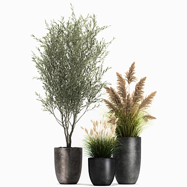 Exotic Plant Collection: Decorative Trees, Reed Grass, and Olive Trees 3D model image 1 