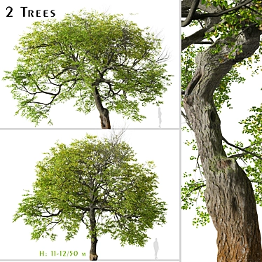 Pair of Tilia Cordata Trees 3D model image 1 