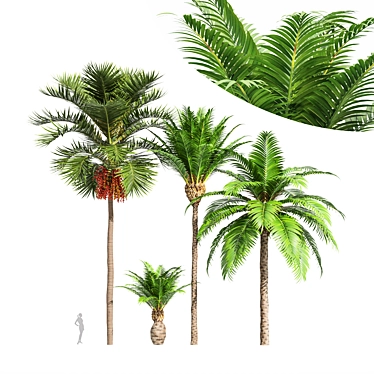 Tropical Paradise Collection: 4tree-Christmas Palm Manila 3D model image 1 