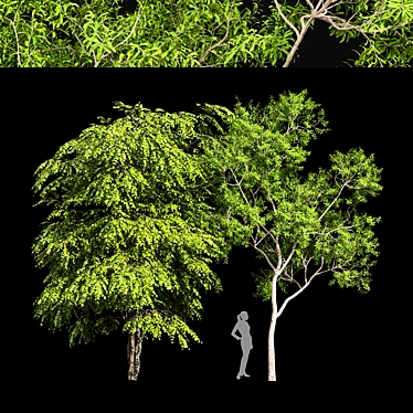 Ethereal European Bladdernut Tree 3D model image 1 