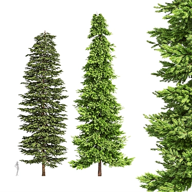 Black Spruce Pine: Tall and Realistic 3D Model 3D model image 1 
