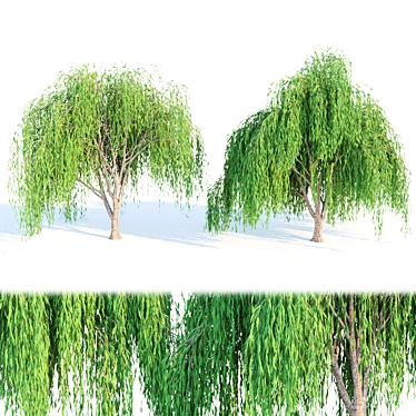Premium Quality Willow Trees Collection 3D model image 1 