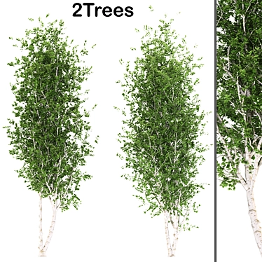 Quaking Aspen Trees Set 3D model image 1 