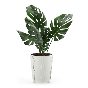 Exotic Monstera Plant: Add Tropical Vibes 3D model image 1 