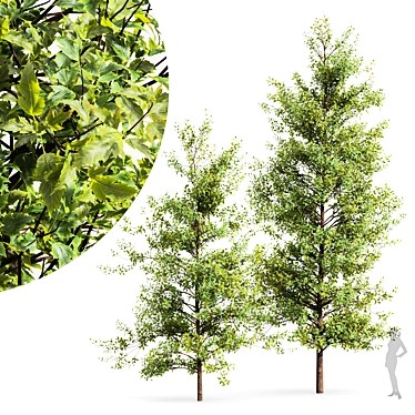 RealTree Buergerianum: High-Quality 3D Tree Model 3D model image 1 