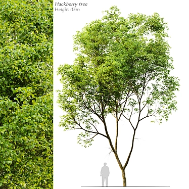 Northern Hackberry Tree - Vray and Corona Material Libraries - 13m Height 3D model image 1 