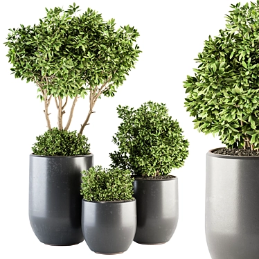 Lush Indoor Plant Set: Tree & Bush 3D model image 1 