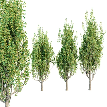 Poplar Trees Collection - Vol. 44: Stunning Diversity & Realistic Details 3D model image 1 