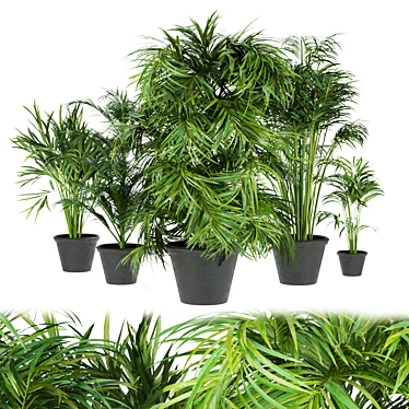 Indoor Palm Collection Vol. 256 3D model image 1 