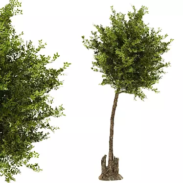 Premium Quality Tree: High-Quality & Optimal 3D model image 1 
