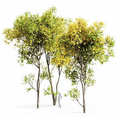 Real Tree Acer Saccharinum: Lifelike 3D Model 3D model image 1 