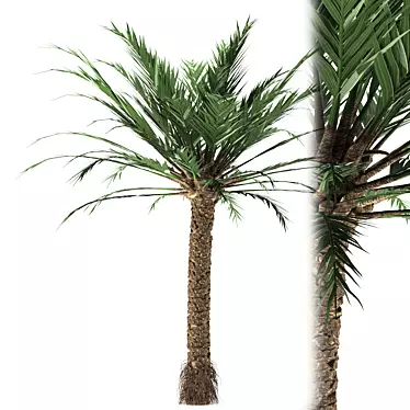 Tropical Paradise Palm Tree 3D model image 1 