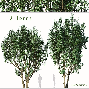 2 Acer Campestre Trees | Field Maple Set 3D model image 1 