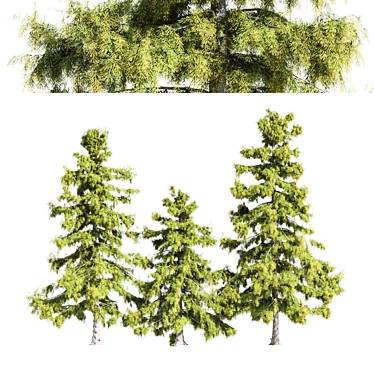 Alaska Cedar Trio: 3 Majestic Trees 3D model image 1 