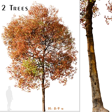 American Sweet Gum Tree Set (2 Trees) 3D model image 1 