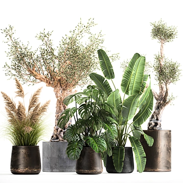 Tropical Plant Collection: Monstera, Olive, Strelitzia 3D model image 1 