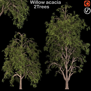 Graceful Willow Acacia (2 Trees) 3D model image 1 