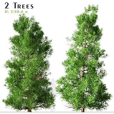Japanese Cedar Duo: Cryptomeria japonica (Sugi) - 2 Trees 3D model image 1 