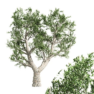 9m African Olive Tree - 3D Model 3D model image 1 