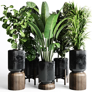 Indoor Plant Collection: Ravenala Ficus, Rubbery Monstera, Concrete Vase 3D model image 1 