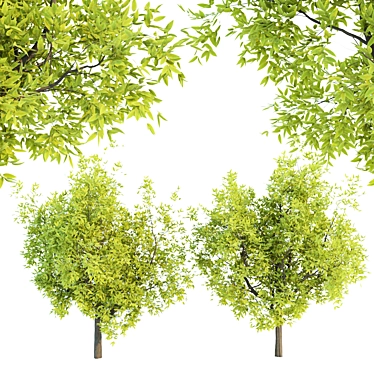Lush Tree Collection Vol 48 3D model image 1 