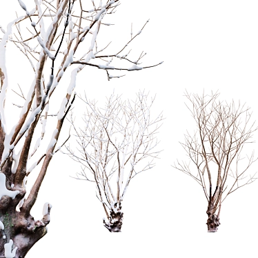 Title: Winter Snow - Barringtonia Acutangula 3D model image 1 