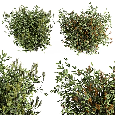 Fruitful Green Bush Set 3D model image 1 