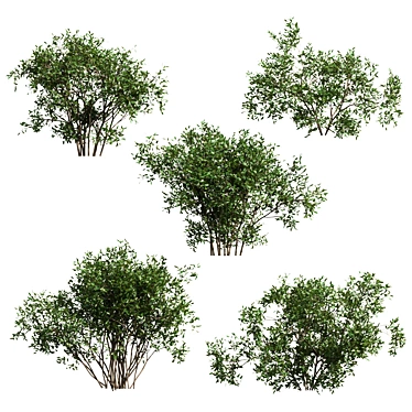 Wild Bushes Set - 1.3m Height, 5 Variations 3D model image 1 