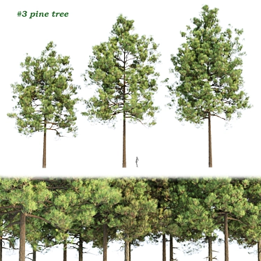 Resinous Evergreen Pine Trees 3D model image 1 